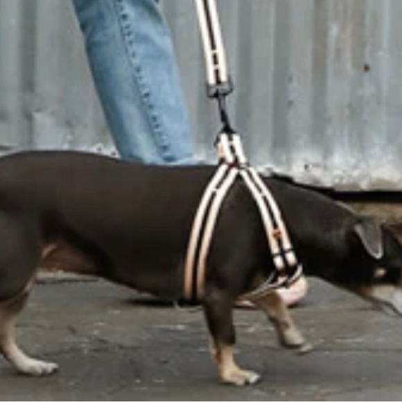 Saint Rue Dog Harness - Picture 3 of 4